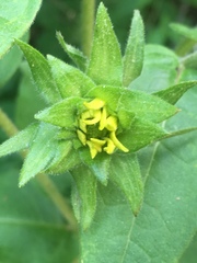 Silphium asperrimum
