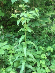 Silphium asperrimum