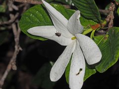 Gardenia scabrella