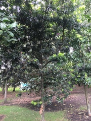 Podocarpus oleifolius