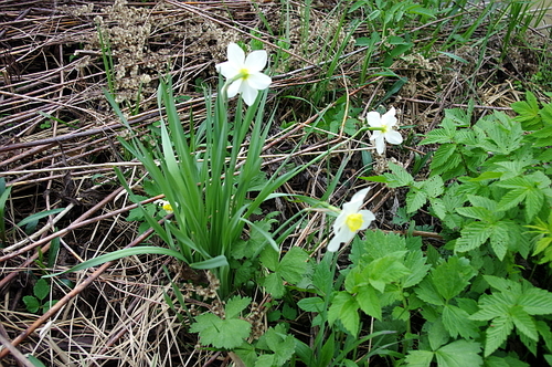 Hybrid Narcissus × tenuior · iNaturalist NZ