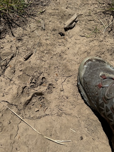 Mountain Lion photographed in Montana