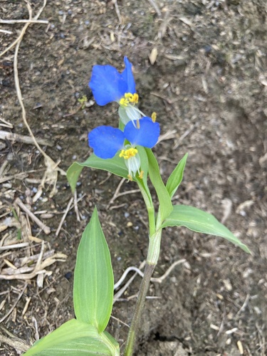 Asiatic dayflower