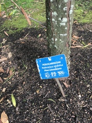 Podocarpus oleifolius