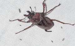 Cacostomus squamosus