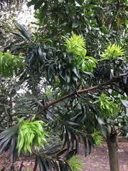 Podocarpus oleifolius