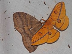 Opodiphthera fervida