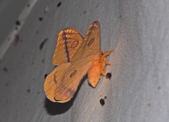 Opodiphthera fervida