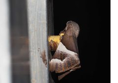 Niceteria macrocosma