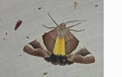 Niceteria macrocosma