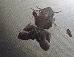 Niceteria macrocosma