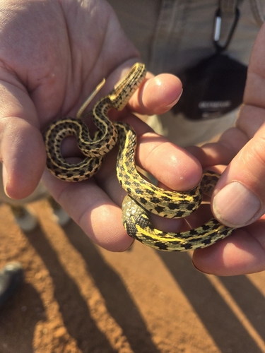 Checkered Garter Snake, United States, photo 9 of 10