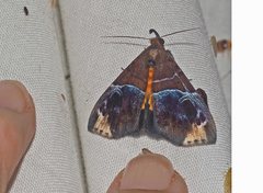 Euphiuche apoblepta