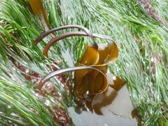 Laminaria setchellii