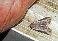 Lophoptera vittigera