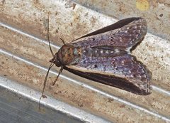 Lophoptera vittigera