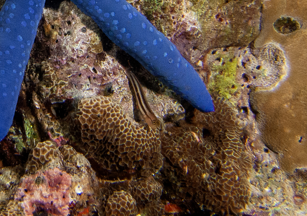 Striped Blenny from Gazelle, PG-EN, PG on May 1, 2011 at 04:47 PM by ...