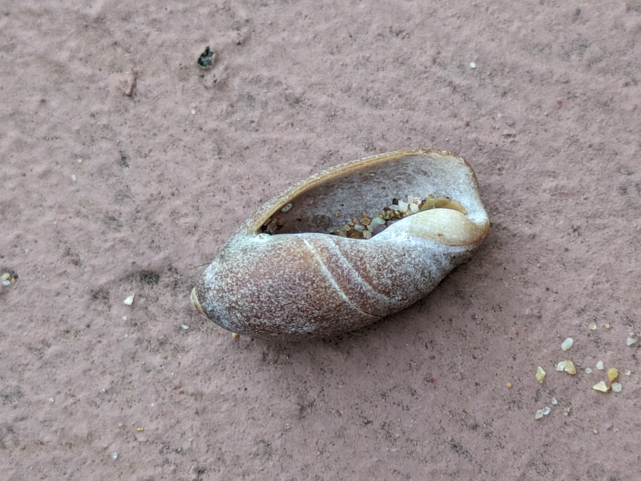 Ancilla (Sparella) cinnamomea