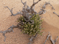 Arthraerua leubnitziae