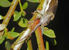 Rhytiphora decipiens