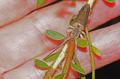 Rhytiphora decipiens