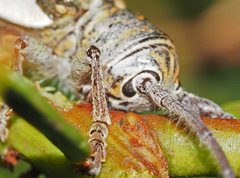 Rhytiphora decipiens