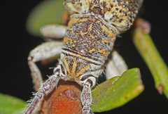 Rhytiphora decipiens