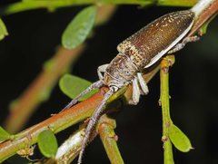 Rhytiphora decipiens