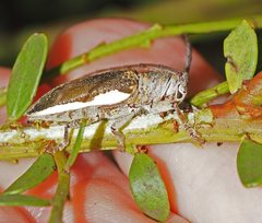 Rhytiphora decipiens