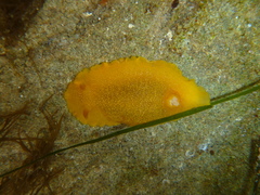 Doriopsilla albopunctata