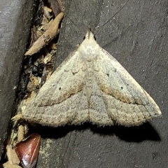 Macrochilo hypocritalis