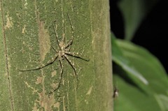 Neotama mexicana