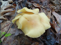 Gymnopus earleae