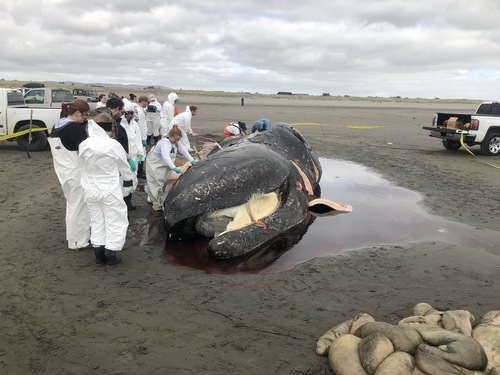 Grey Whale photographed in Washington