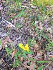 Crocanthemum canadense