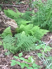 Dennstaedtia punctilobula