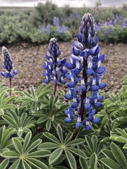 Lupinus saxosus