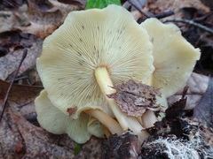 Gymnopus earleae