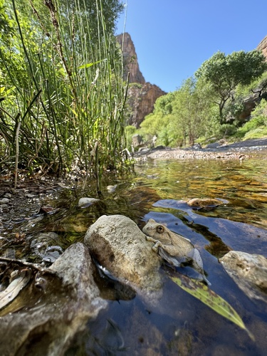 Canyon Tree Frog photographed in Arizona