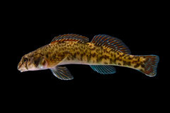 Tuckasegee Darter photo 1