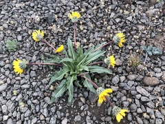 Balsamorhiza serrata