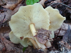 Gymnopus earleae