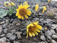 Balsamorhiza serrata