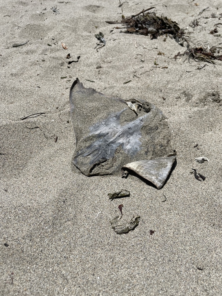 Bat Ray from New Brighton State Beach, Capitola, CA, US on June 16 ...