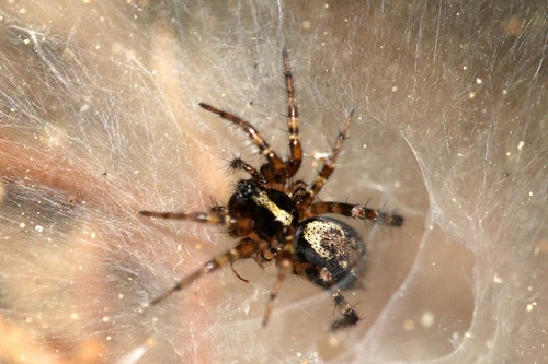 Toothed Weaver