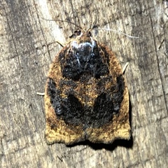 Archips infumatana