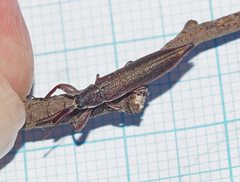 Belidae