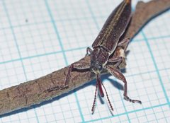 Belidae