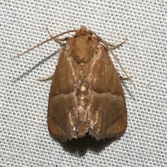 Apoda rectilinea