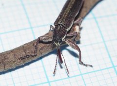 Belidae